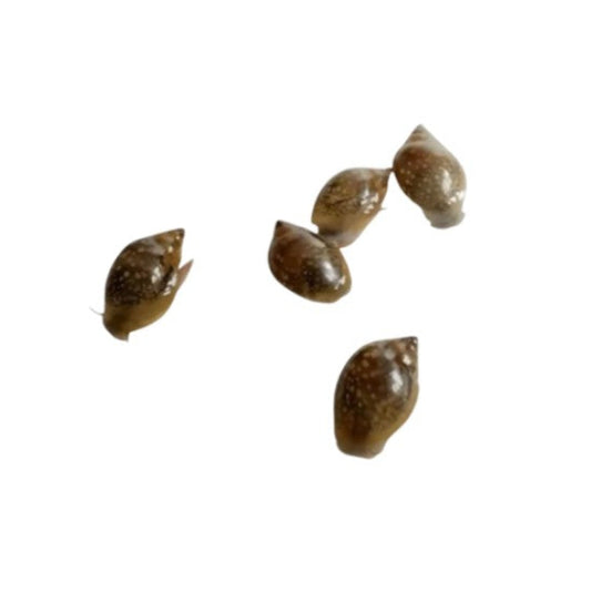 Tadpole BLADDER Snail X12 Tropical Aquarium Algae Cleaner Crew Pond Snails