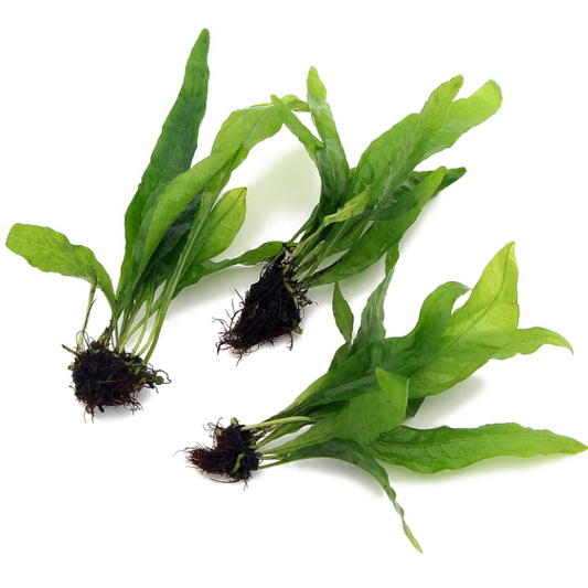 X3 Java Fern (Microsorum Pteropus) live aquarium Plant