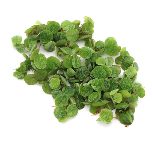 Water Spangles - Salvinia Natans Floating Aquarium Tropical Plant Shrimp Safe