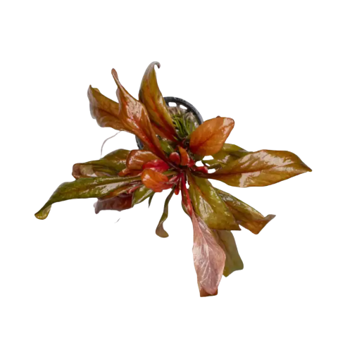 Cryptocoryne Flamingo Live Aquarium Plants Tropical Aquascaping