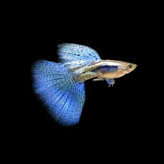 BLUE GRASS GUPPIES YOUNG  BREEDING PAIR TROPICAL FISH