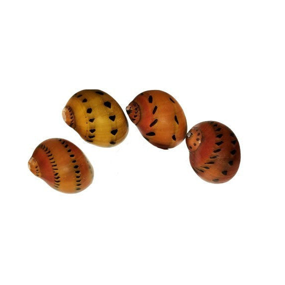 X4 RED ONION SNAIL *NERITE SEMICONIC*NERITE SPOTTY SNAIL ALGAE EATER