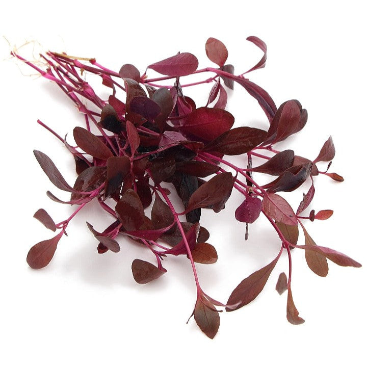 Alternanthera Sessilis Live Aquarium Plants Tropical Aquascaping Tank