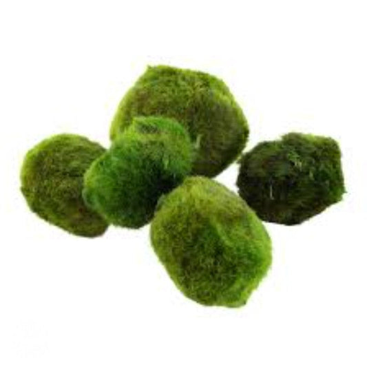 5 Moss Balls live aquarium plants Marimo Ball shrimps nano