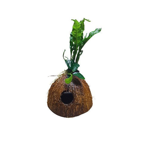 ANUBIAS NANA PETITE/ WINDELOV JAVA FERN ON SMALL COCONUT SHELL SHRIMP SAFE AQUARIUM