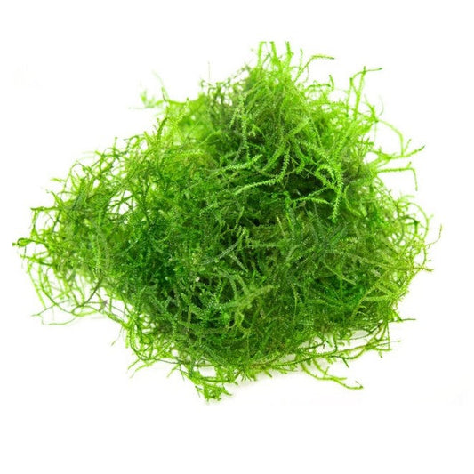 Java Moss - 5g Java Moss Carpet Aquarium Tropical Fish Tank Shrimp Bog...