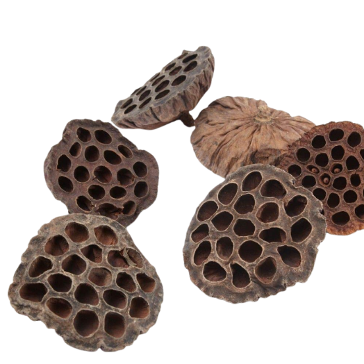 X10 Small Lotus Pods Natural Botanical For Aquarium Shrimp, Snails, Plecos