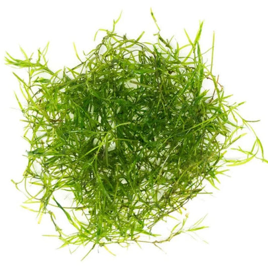 X20 Guppy grass Najas Guadalupensis Aquarium Stem Plants Easy to Grow Tropical