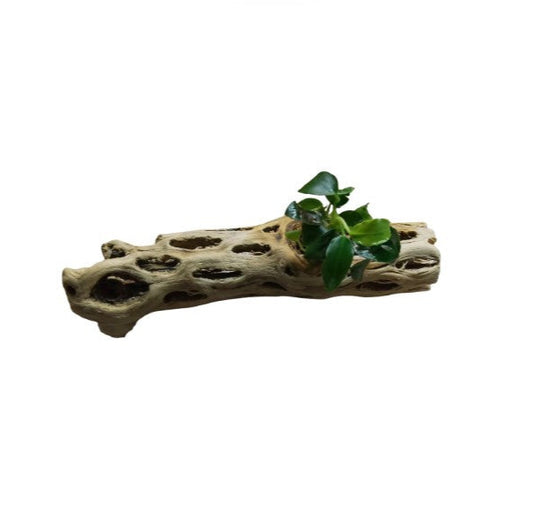 Anubias Nana/Petite attached to Cholla Wood 12-18cm