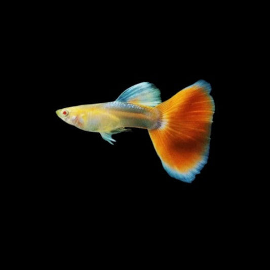 RED/BLUE ALBINO TOPAZ GUPPIES Breeding Pairs-(Poecilia reticulata, Livebearer) Tropical Fish
