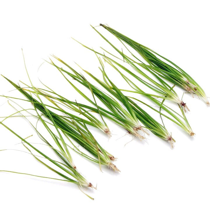 Vallisneria nana Live Aquarium Plants Tropical Aquascaping Fish Tank X10