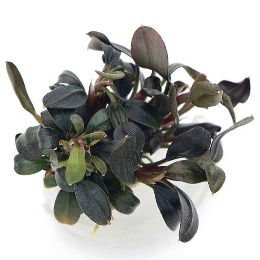 Bucephalandra Brownie Phoenix In Vitro Live Aquarium Plants Tropical