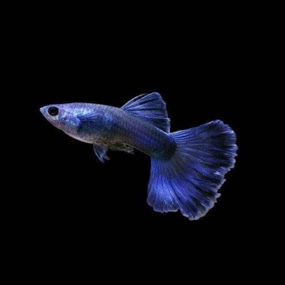 Blue Moscow Guppies Young Breeding Pair - Tropical Fish