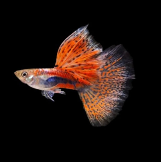 Red/Blue GRASS GUPPIES YOUNG BREEDING PAIR TROPICAL FISH