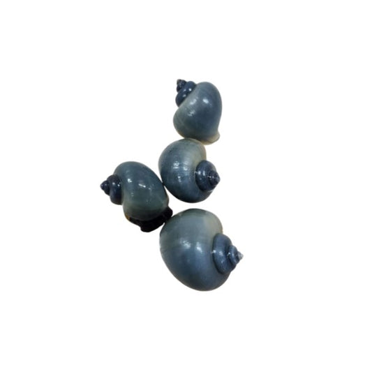 X1 Blue Mystery Young Snails   Tropical