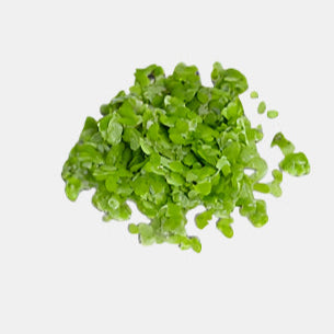 Duckweed Floating Oxygenated Live Plants 1000+  Tropical Fish Aquarium Pond Tank