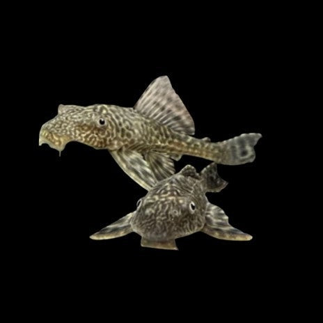X1 Bristlenose Pleco Ancistrus catfish Young 3-4cm Tropical FISH