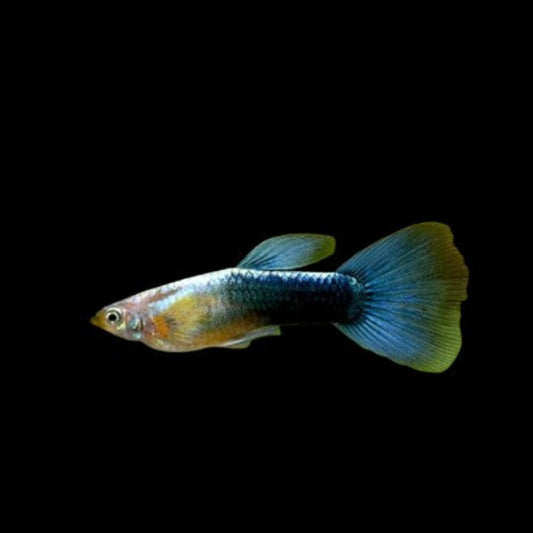 Neon Blue Guppies Breeding Pairs TROPICAL FISH