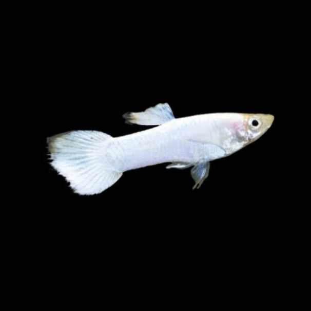MOSCOW SNOW WHITE GUPPIES BREEDING PAIR-(Poecilia reticulata, Livebearer)