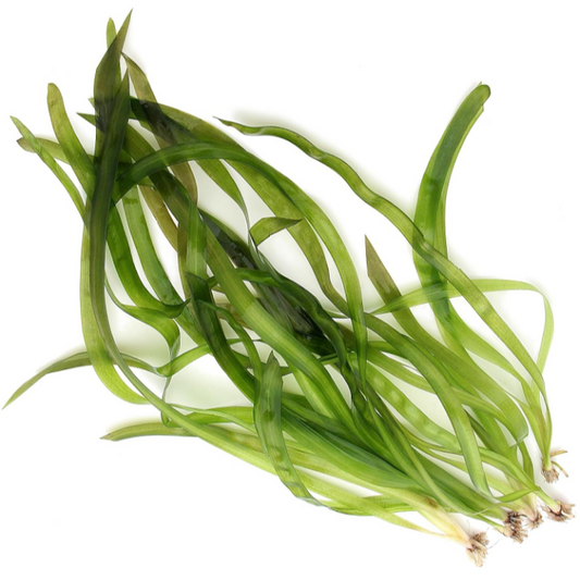 X10 Vallisneria Gigantea GIANT VALLIS Live Aquarium Plant Tropical Fish Water