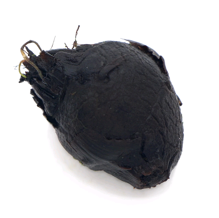 Red Tiger Lotus Bulb Nymphaea Live Aquarium Plant Tropical Lily Fry Betta