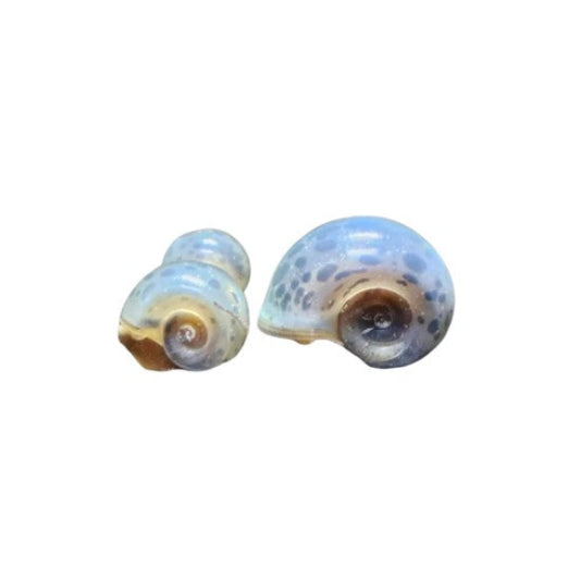 X6 MIXED SIZES BLUE LEOPARD RAMSHORN SNAILS, EATERS EXCELLENT CLEAN UP CREW