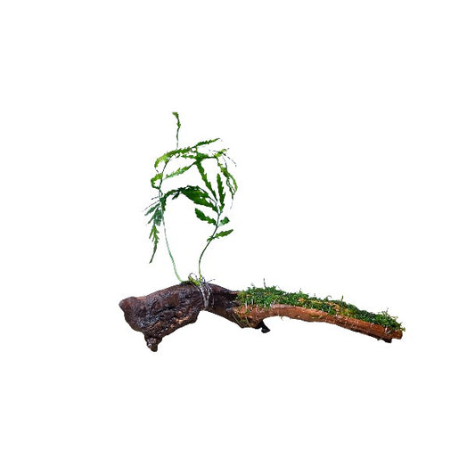 Purple Mahogany Driftwood Wood + Flame moss + Bolbitis Heudelotii Aquarium 25-30cm