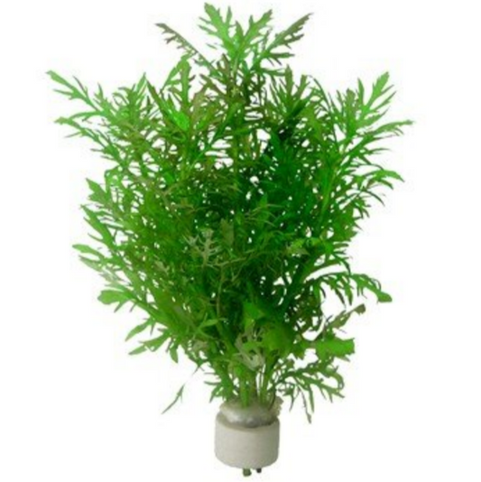 Hygrophila Difformis Water Wisteria Live Aquarium Plant Tropical Fish Tank Water