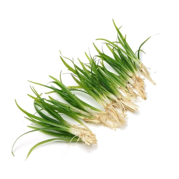 Sagittaria Subulata Grass Live Aquarium Aquatic Plant Tropical Fish Tank