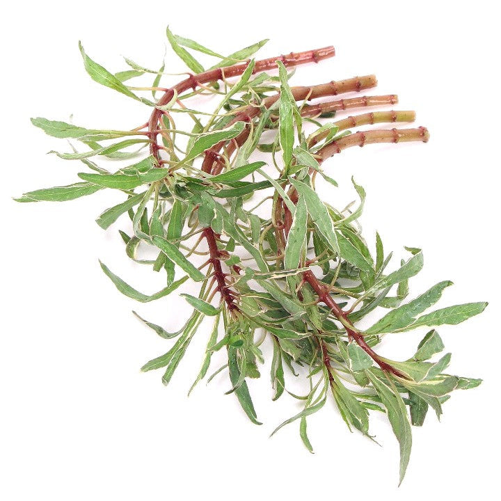 Ludwigia Inclinata Cuba White Edge Live Aquarium Plants Tropical