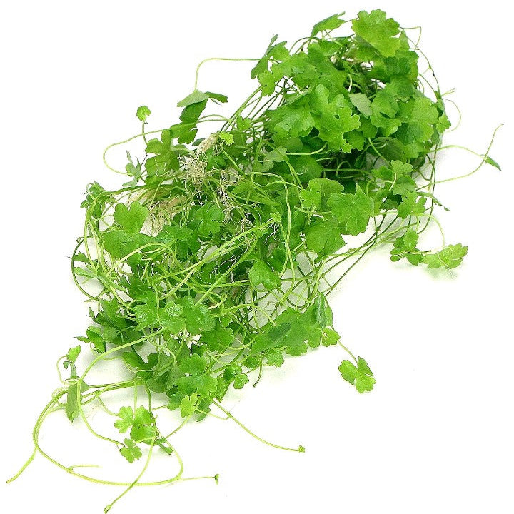 Hydrocotyle Tripartita sp Japan XL Live Aquarium Plants Tropical Tank