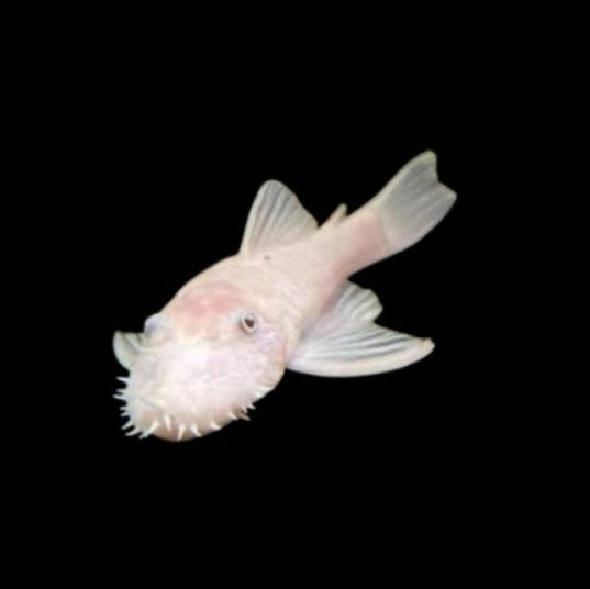 Snow White Bristlenose Pleco Young Male Tropical fish