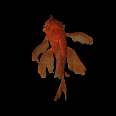 Super Red Long Fin Bristlenose Pleco X1 Sub Male Tropical Fish