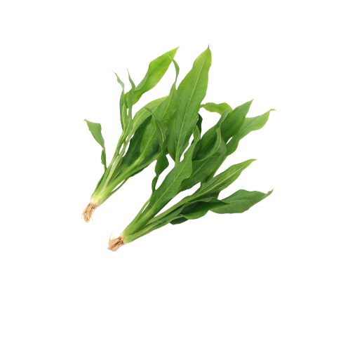 X5 Echinodorus Amazonicus Amazon Sword Live Aquatic Plant Shrimp Safe