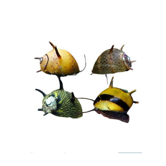 4x HORNED NERITE SNAILS MIXED CLITHON DIADEMA - ALGAE EATER - AQUARIUM SNAILS