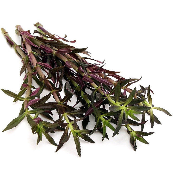 Limnophila Aromatica 6-8 stems Hippuridoides Live Aquarium Plant Tropical