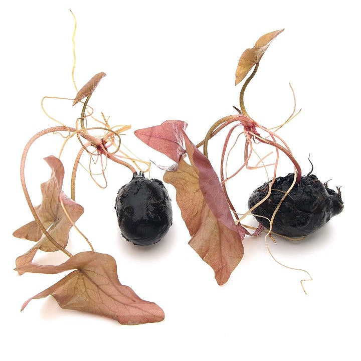 2 Bulbs Nymphaea Stellata Live Aquarium Plants Tropical Aquascaping Fish