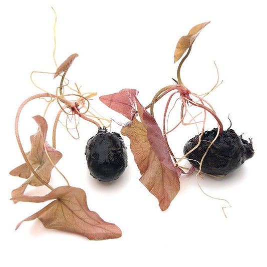 2 Bulbs Nymphaea Stellata Live Aquarium Plants Tropical Aquascaping Fish
