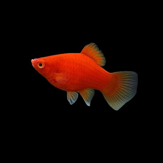 Red Platy Xiphophorus Maculatus Tropical Fish