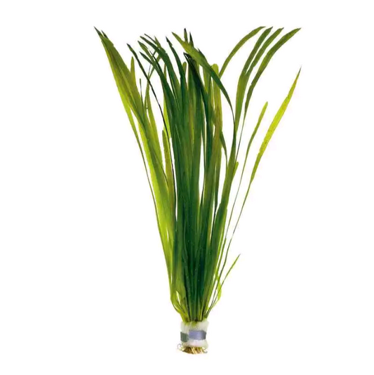 X10 Vallisneria Spiralis Leopard Live Aquarium Plants Tropical Aquascaping