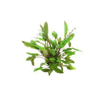 Cryptocoryne beckettii Petchii Live Aquarium Plants Tropical Aquascaping