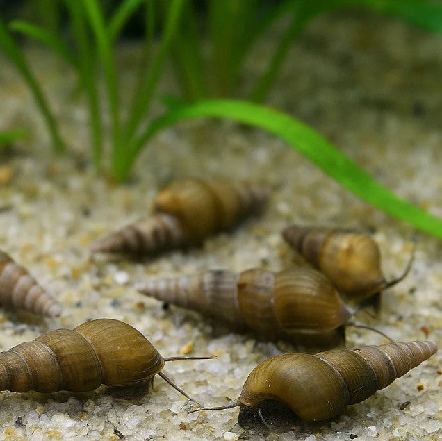 Malaysian Trumpet Snails X30 Aquarium Clean Up Crew