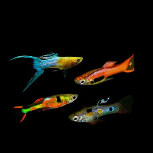 Endler Guppies Mixed Males Tropical Fish Picked At Random
