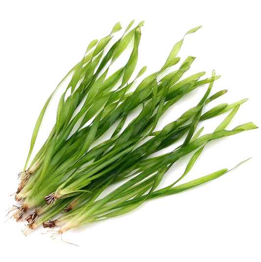 X10 Vallisneria Asiatica Asian Grass Plant Aquarium Twisted Tropical Live Plants