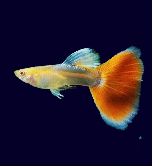 RED/BLUE ALBINO TOPAZ GUPPIES Breeding Pairs-(Poecilia reticulata, Livebearer) Tropical Fish
