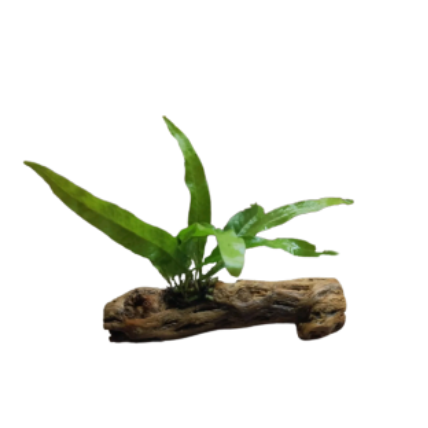 Java Fern On Colla - Bogwood -  Live Aquarium plant Coldwater or Tropical Shrimp Safe 15-20cm