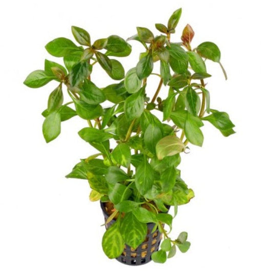 Ludwigia repens Live Aquarium Plants Tropical Aquascaping Fish Tank
