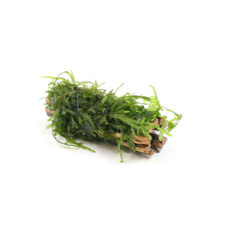 Assorted Moss On Colla Wood- Bogwood -  live aquarium plant coldwater or tropical