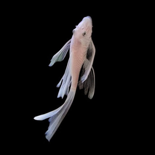 Snow White Bristlenose Pleco Long Fin Tropical Fish
