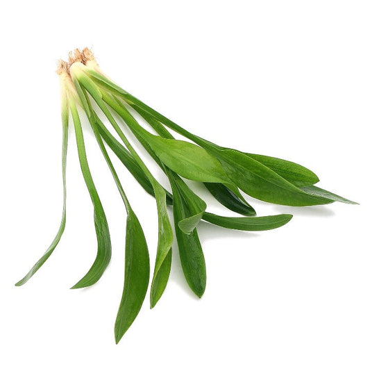 3x Sagittaria Platyphylla Grass Live Aquarium Aquatic Plant Tropical Fish